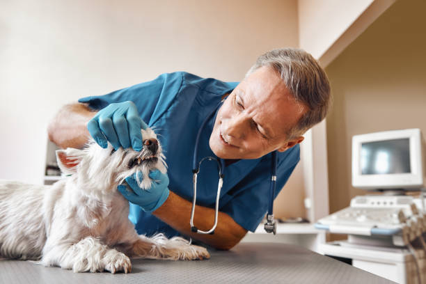 Best Emergency Dental Care for Sports Injuries in Greenwood, SC